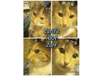 Adopt Zarifa a Domestic Short Hair