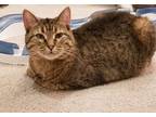 Adopt Gretel a Tabby, Domestic Short Hair