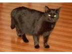 Adopt Sammi a Domestic Short Hair