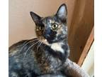 Adopt Katja a Tortoiseshell, Domestic Short Hair