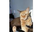 Adopt Paprika a Domestic Short Hair, Tabby