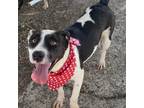 Adopt Lulu a Black Pit Bull Terrier / Shepherd (Unknown Type) / Mixed dog in
