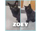 Adopt Zoey a Domestic Short Hair