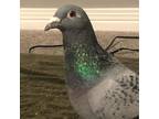 Adopt Piper a Pigeon
