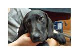 Adopt Boss a Labrador Retriever, Hound