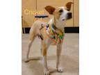Adopt Cricket a Jack Russell Terrier, American Staffordshire Terrier