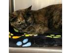 Adopt LaFawnda a Domestic Short Hair