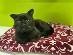Adopt PANTHER a All Black Domestic Shorthair / Mixed (short coat) cat in San