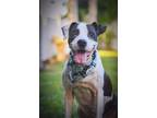 Adopt Betty White a White - with Black American Pit Bull Terrier / Mixed dog in