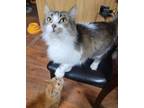 Adopt Sangria a Domestic Long Hair