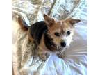 Adopt LuLu a Yorkshire Terrier