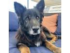 Adopt Frieda a German Shepherd Dog