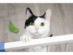 Adopt Mochi a Domestic Short Hair