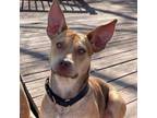 Adopt Tina Belcher a Carolina Dog, Mixed Breed