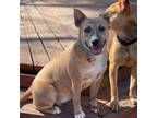 Adopt Linda Belcher a Carolina Dog, Mixed Breed