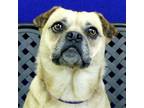 Adopt Amy a Pug