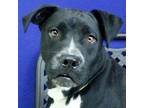 Adopt Bumblebee a Boxer, Pit Bull Terrier