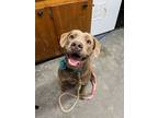 Adopt I41 a Labrador Retriever, Weimaraner