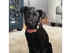 Adopt Jeanette a Labrador Retriever