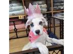 Adopt Selene *Puppy Power* a Terrier, Poodle