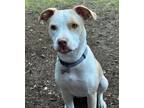 Adopt * Opal - Adoption Pending a Pit Bull Terrier