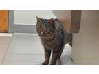 Adopt Petrah a Domestic Short Hair