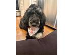 Adopt RAVEN a Standard Poodle, Golden Retriever