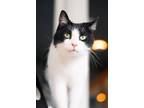 Adopt Claudine a Domestic Short Hair