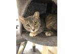 Adopt Venus (FELV+) a Domestic Short Hair