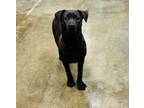 Adopt Alice a Black Labrador Retriever, Miniature Schnauzer