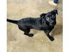 Adopt Lucy a Black Labrador Retriever, Miniature Schnauzer
