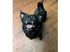 Adopt Betty a Pug