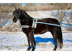 Super Fancy Black Morgan Gelding, Broke to Ride and Drive, Flashy & Nice Moving