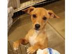 Adopt Louise a Mixed Breed