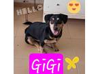 Adopt Gigi a Beagle