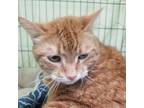 Adopt Peaches a Domestic Short Hair, Manx