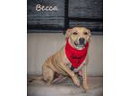 Adopt Becca a American Bully