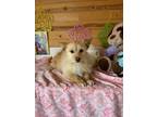 Adopt Molly a Norfolk Terrier