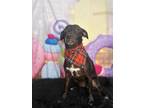 Adopt Bertha a Labrador Retriever