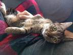 Adopt Baby Ruth a Domestic Short Hair