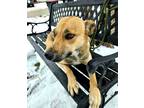 Adopt Beatrice a Black Mouth Cur, Mixed Breed