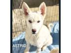 Adopt Astrid a German Shepherd Dog