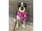 Adopt Daisy a Cattle Dog, Mixed Breed