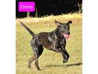 Adopt Ebony a Labrador Retriever, Mixed Breed