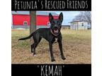 Adopt Kemah.. a Belgian Shepherd / Malinois