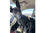 Adopt Cleo a Shepherd, Weimaraner