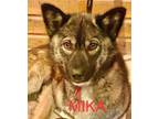 Adopt MIKA a Husky