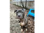 Adopt Madi a Pit Bull Terrier