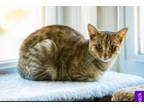 Adopt Jade a Domestic Short Hair