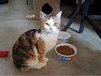 Adopt Rosy a Domestic Short Hair